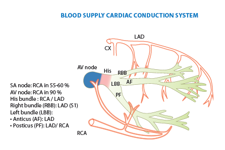 BloodSupplyCardiacConductionSystem.png