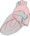 495px-Heart left lateral coronaries diagram.svg.png