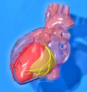 Heart coronary territories.jpg